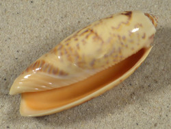 Oliva miniacea PH 6,6cm *Unikat*