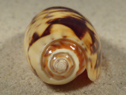 Oliva miniacea PH 6,6cm *Unikat*