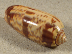 Oliva miniacea PH 6,6cm *unique*