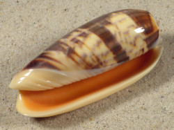 Oliva miniacea PH 6,5cm *unique*