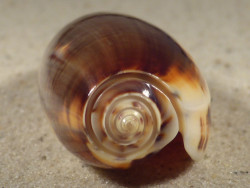 Oliva miniacea PH 6,5cm *unique*
