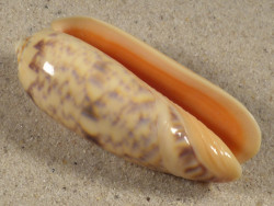 Oliva miniacea PH 6,0cm *unique*
