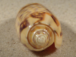Oliva miniacea PH 6,0cm *unique*