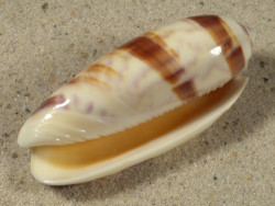 Oliva miniacea PH 6,0cm *Unikat*