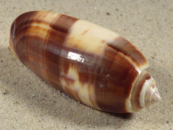 Oliva miniacea PH 6,0cm *Unikat*