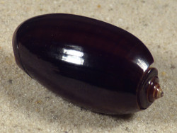 Oliva elegans PH 3,7cm *unique*