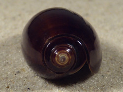Oliva elegans PH 3,7cm *unique*