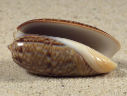 Oliva elegans PH 3,6cm *Unikat*