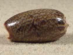 Oliva elegans PH 3,6cm *Unikat*