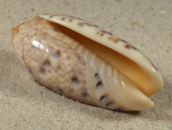 Oliva mantichora MG 5,4cm *unique*
