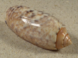 Oliva mantichora MG 5,4cm *unique*