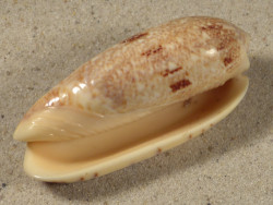 Oliva sericea VN 6,6cm *Unikat*