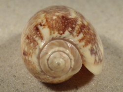Oliva sericea VN 6,6cm *Unikat*