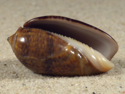 Oliva bulbiformis IN 3,0cm *unique*