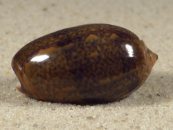 Oliva bulbiformis IN 3,0cm *unique*