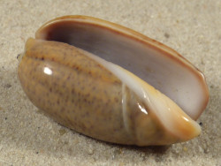 Oliva bulbiformis PH 3,4cm *Unikat*
