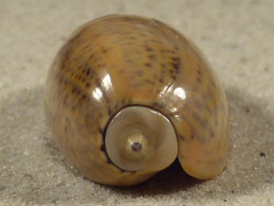 Oliva bulbiformis PH 3,4cm *Unikat*