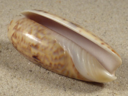 Oliva irisans PH 5,6cm *Unikat*