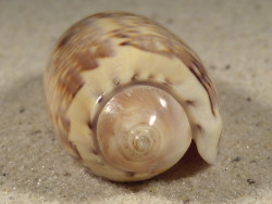 Oliva irisans PH 5,6cm *Unikat*