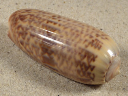 Oliva irisans PH 6,3cm *Unikat*