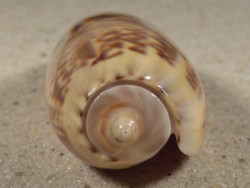 Oliva irisans PH 6,3cm *Unikat*