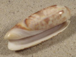 Oliva irisans PH 5,5cm *Unikat*