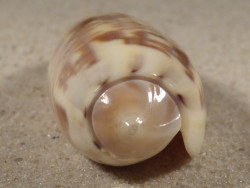 Oliva irisans PH 5,5cm *Unikat*