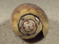 Oliva tremulina IN 6,1cm *Unikat*