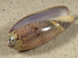 Oliva tremulina IN 6,1cm *Unikat*