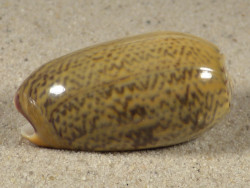 Oliva vidua TH 4,2cm *Unikat*