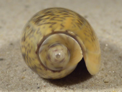 Oliva vidua TH 4,2cm *Unikat*