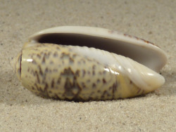 Oliva vidua TH 4,3cm *Unikat*