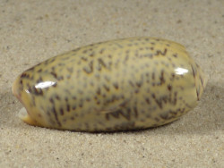 Oliva vidua TH 4,3cm *Unikat*