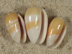 Oliva carneola SB 1,2+cm (x3) ~ Set