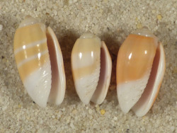 Oliva carneola SB 1,2+cm (x3) ~ Set