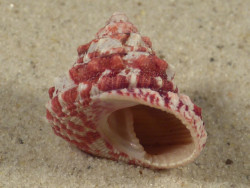 Trochus ferreirai PH 2,2cm *Unikat*