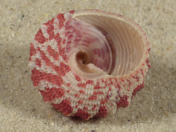 Trochus ferreirai PH 2,2cm *Unikat*