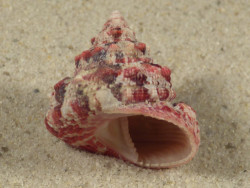 Trochus ferreirai PH 2,3cm *Unikat*