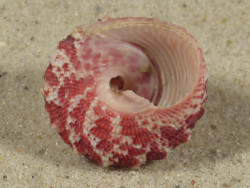 Trochus ferreirai PH 2,3cm *Unikat*