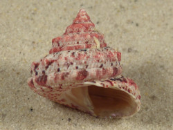 Trochus ferreirai PH 2,4cm *Unikat*
