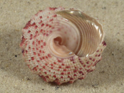 Trochus ferreirai PH 2,4cm *Unikat*