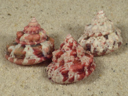 Trochus ferreirai PH 1,9+cm (x3) ~ Farbenset