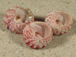 Trochus ferreirai PH 1,9+cm (x3) ~ Farbenset