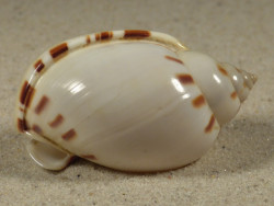 Casmaria ponderosa PH 4,8cm *Unikat*