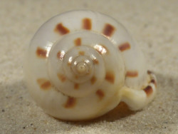 Casmaria ponderosa PH 4,8cm *Unikat*