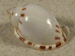 Casmaria ponderosa PH 4,8cm *Unikat*