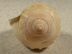 Galeodea echinophora FR-Mediterranean 6,5cm *unique*