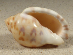 Semicassis iheringi BR 5,1cm *unique*