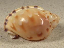 Semicassis iheringi BR 5,1cm *unique*
