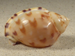 Semicassis iheringi BR 5,0cm *unique*